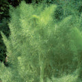 Fennel 'Green' - 4" Pot