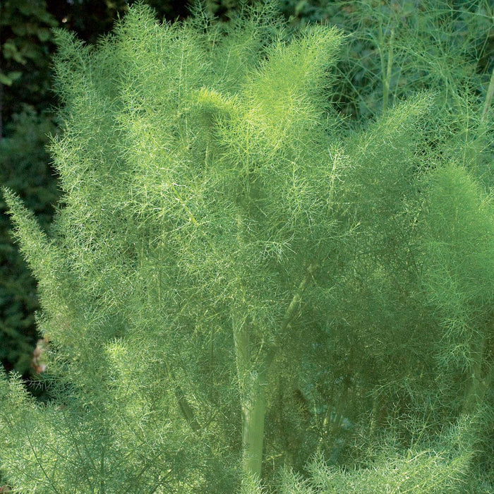 Fennel 'Green' - 4" Pot