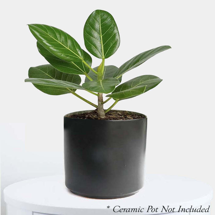 Ficus 'Audrey' - 4" POT - Roger's Gardens