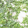 Ficus pumila - Creeping Fig - 5 Gallon - Roger's Gardens
