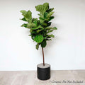 Fiddle Leaf STD - Ficus lyrata - 14in - Roger's Gardens