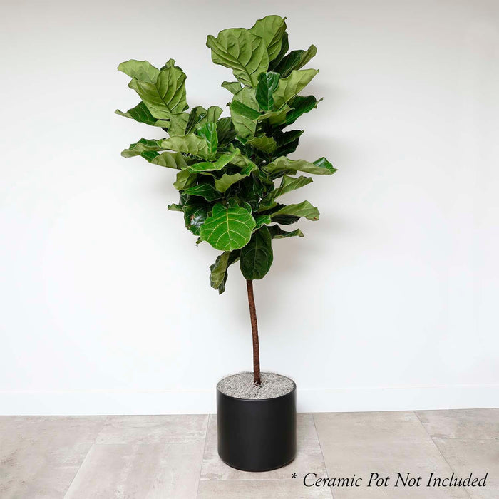 Fiddle Leaf STD - Ficus lyrata - 14in - Roger's Gardens
