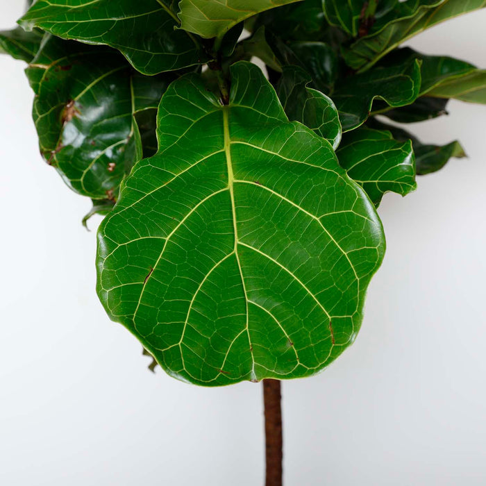 Fiddle Leaf STD - Ficus lyrata - 14in - Roger's Gardens