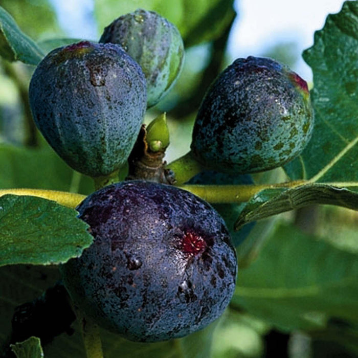 Fig 'Black Jack' - 5 Gallon - Roger's Gardens