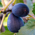 Fig Black Mission - 5 Gallon
