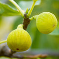 Fig 'Desert King' - #5 Gallon - Roger's Gardens