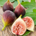 FIG 'IMPROVED BROWN TURKEY' - 5 Gallon - Roger's Gardens