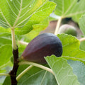 FIG 'MISSION' - #5 GALLON - Roger's Gardens