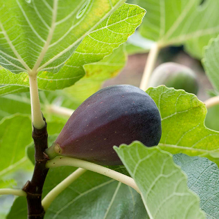 FIG 'MISSION' - #5 GALLON - Roger's Gardens