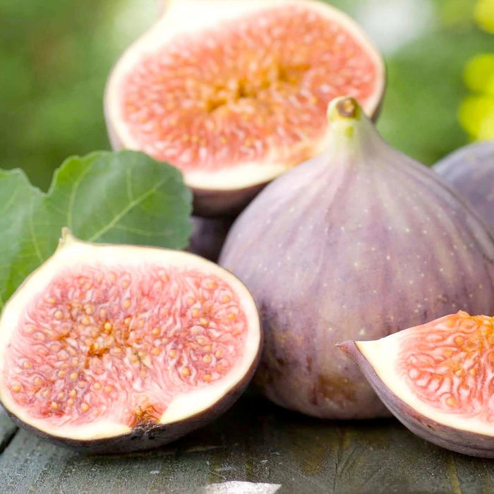Fig 'Violette De Bordeaux' - 5 Gallon