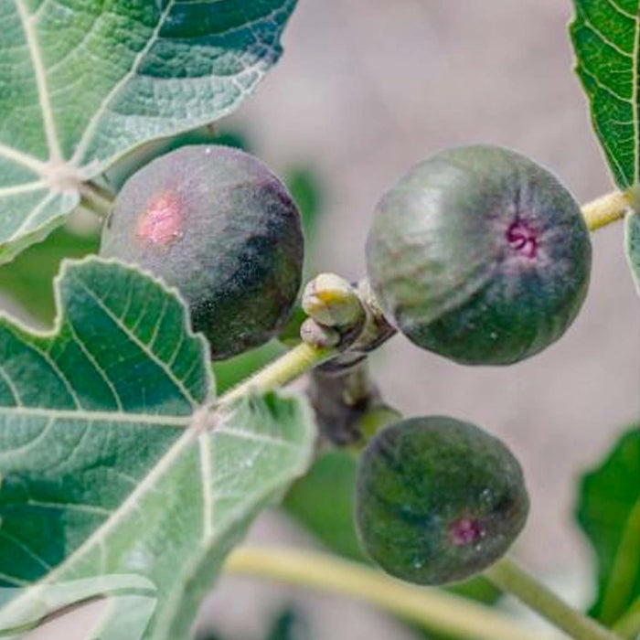 FIG 'WHITE GENOA' - #5 GALLON - Roger's Gardens