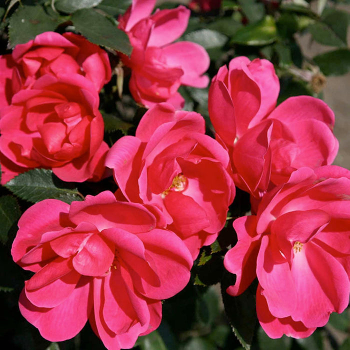 Flamingo Kolorscape - 5 Gallon - Roger's Gardens