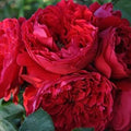 Florentina - 5 Gallon - STK - Roger's Gardens