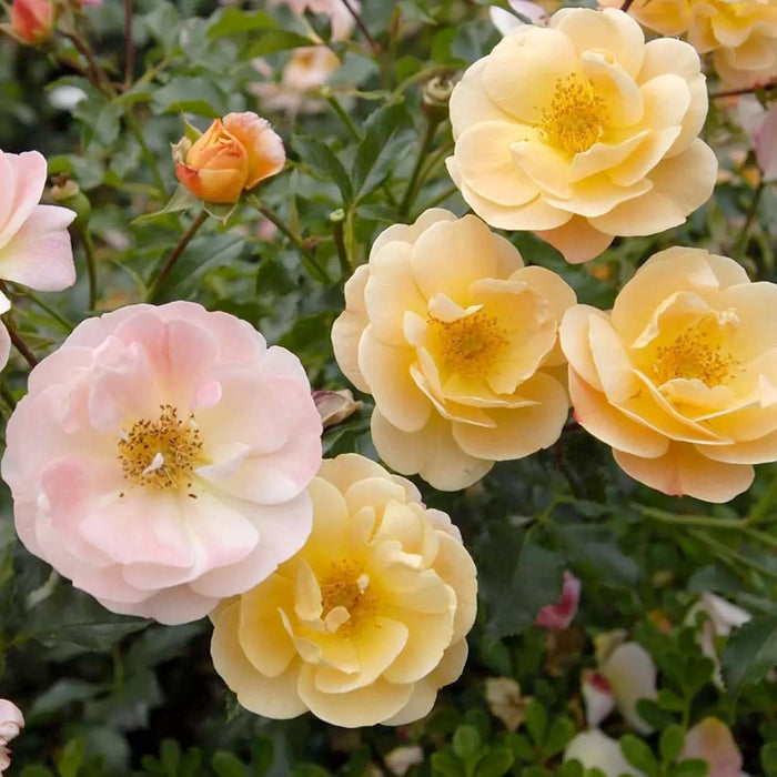 Flower Carpet Amber - 5 Gallon - Roger's Gardens