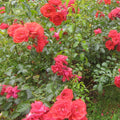 Flower Carpet FC Scarlet® PP - 5 Gallon - Roger's Gardens