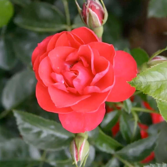 Flower Carpet Scarlet - 5 Gallon - Roger's Gardens