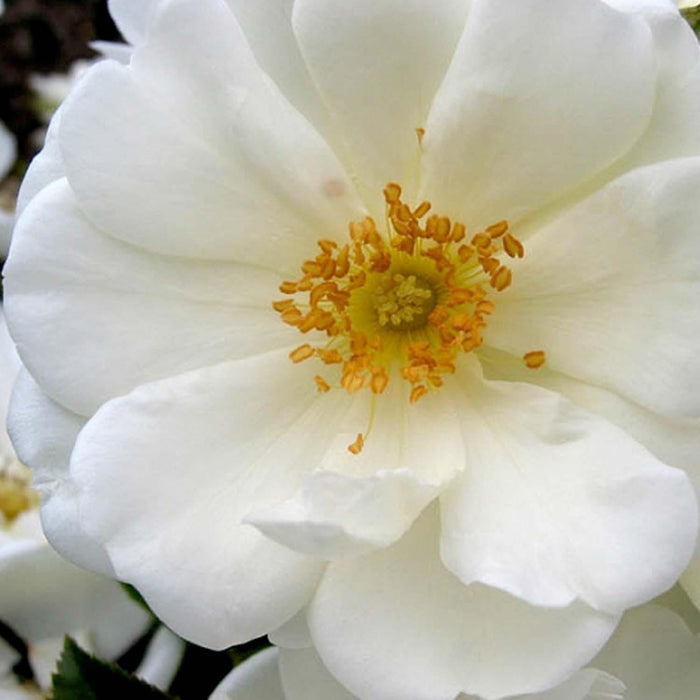Flower Carpet White - 5 Gallon - Roger's Gardens