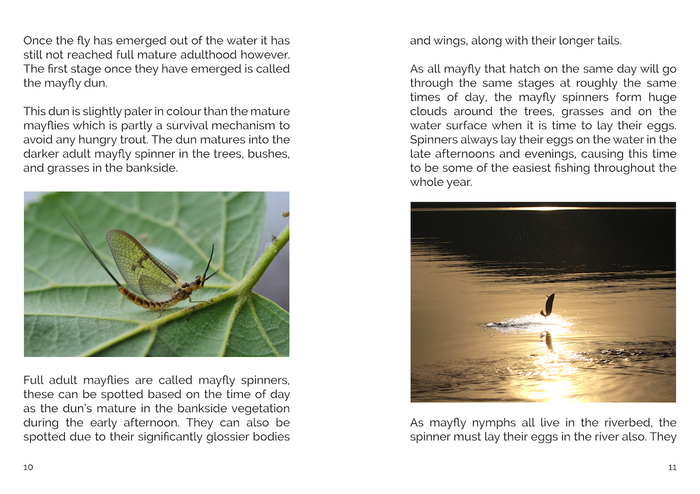 FLY Series: Fishing The Mayfly