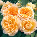 Forever Amber - 5 Gallon - Roger's Gardens
