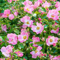 Forever & Ever Pink - 5 Gallon - Roger's Gardens