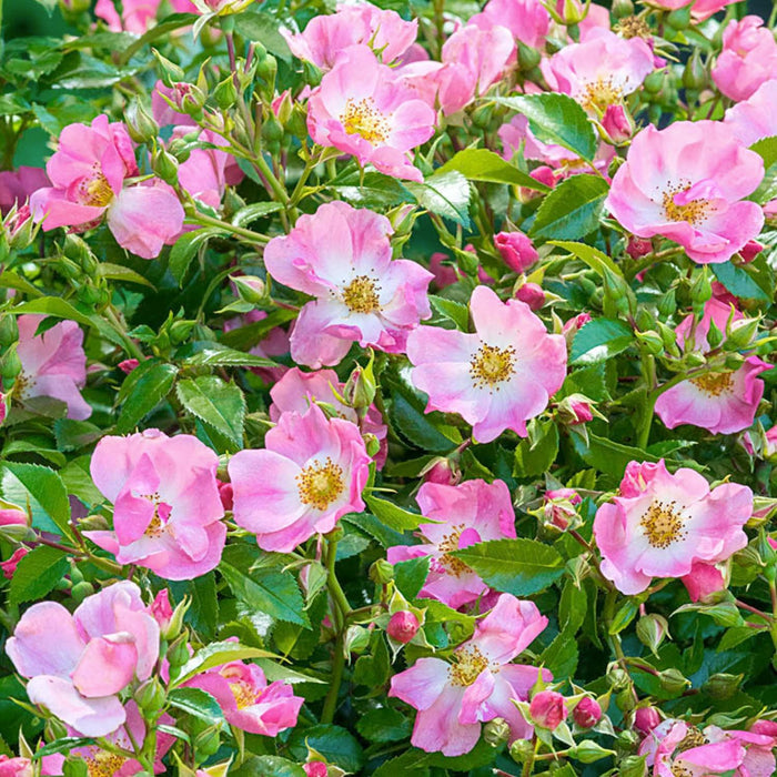 Forever & Ever Pink - 5 Gallon - Roger's Gardens