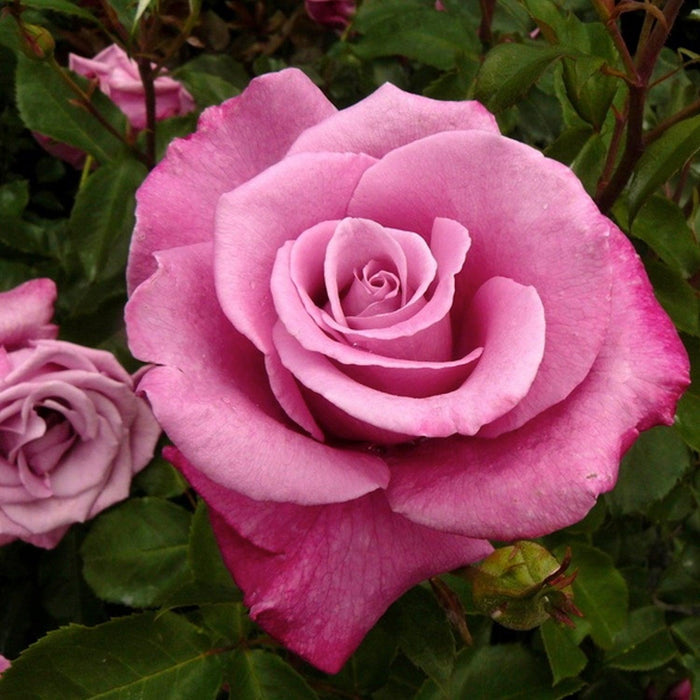 Fragrant Plum - 15 Gallon - Roger's Gardens