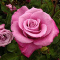 Fragrant Plum - 15 Gallon - Roger's Gardens