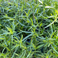 French Tarragon - 4" Pot