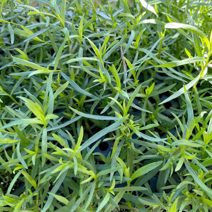 French Tarragon - 4" Pot