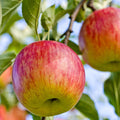 Fuji Apple - 10 Gallon - Roger's Gardens