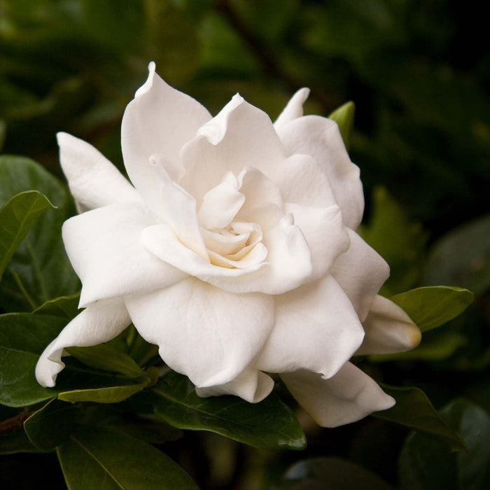 Gardenia 'August Beauty' - August Beauty Gardenia - 1 Gallon - Roger's Gardens
