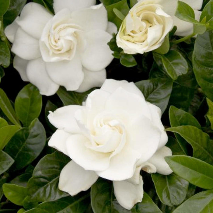 Gardenia 'First Love'® - First Love Gardenia - 1 Gallon - Roger's Gardens