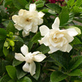 Gardenia 'Mystery' - Mystery Gardenia -Patio Tree - 5 Gallon - Roger's Gardens