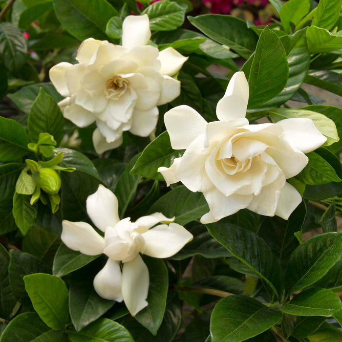 Gardenia 'Mystery' - Mystery Gardenia -Patio Tree - 5 Gallon - Roger's Gardens