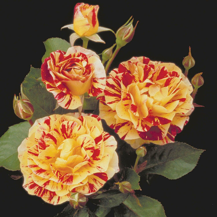 George Burns - 5 Gallon - Roger's Gardens