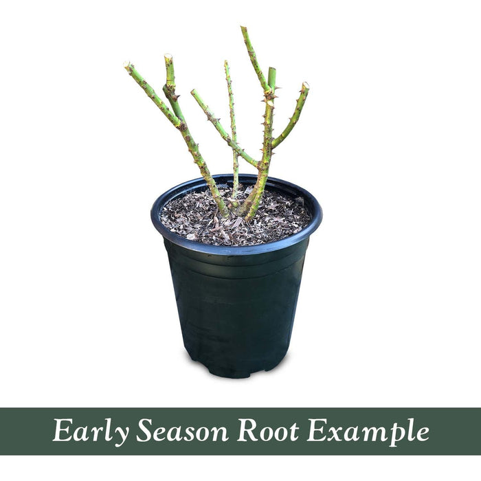 George Burns - 5 Gallon - Roger's Gardens