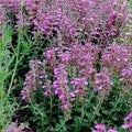 Germander - 4" Pot