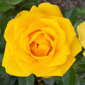 Gilded Sun - 5 Gallon - Roger's Gardens