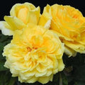 Gina Lollobrigida - 5 Gallon - Roger's Gardens