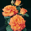 Gingersnap - 5 Gallon - Roger's Gardens