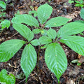 Ginseng - 4" Pot