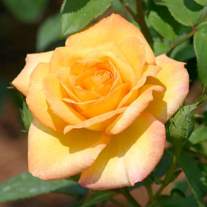 Gold Medal - 5 Gallon - Roger's Gardens