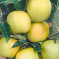 Golden Delicious Apple - 10 Gallon - Roger's Gardens