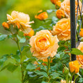 Golden Opportunity - Climbing - Staked 15 Gallon - Roger's Gardens