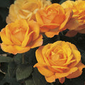 Good as Gold - 36" Tree - 5 Gallon - Roger's Gardens