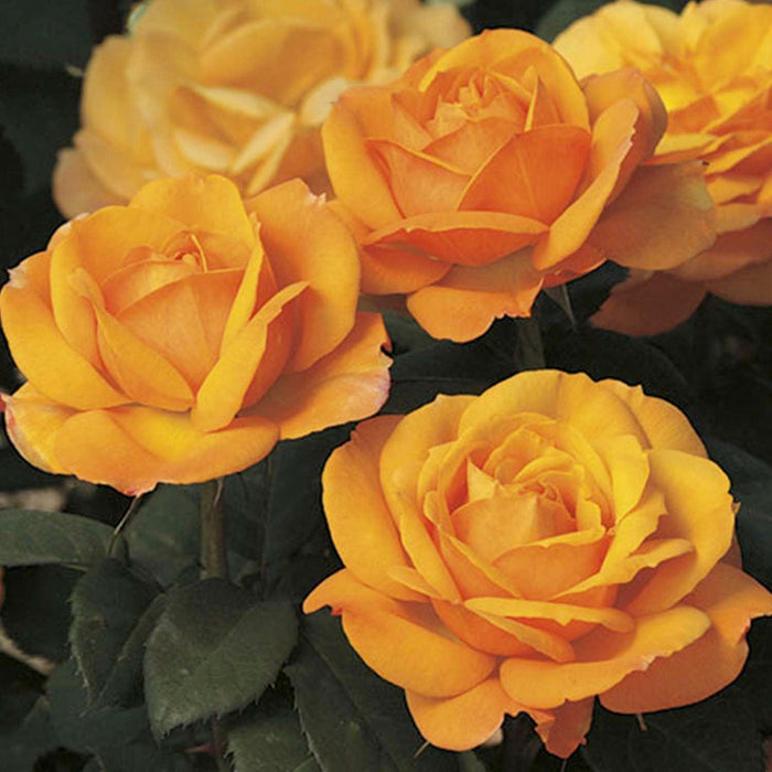 Good as Gold - 36" Tree - 5 Gallon - Roger's Gardens