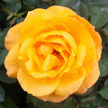Good as Gold - 5 Gallon - Roger's Gardens