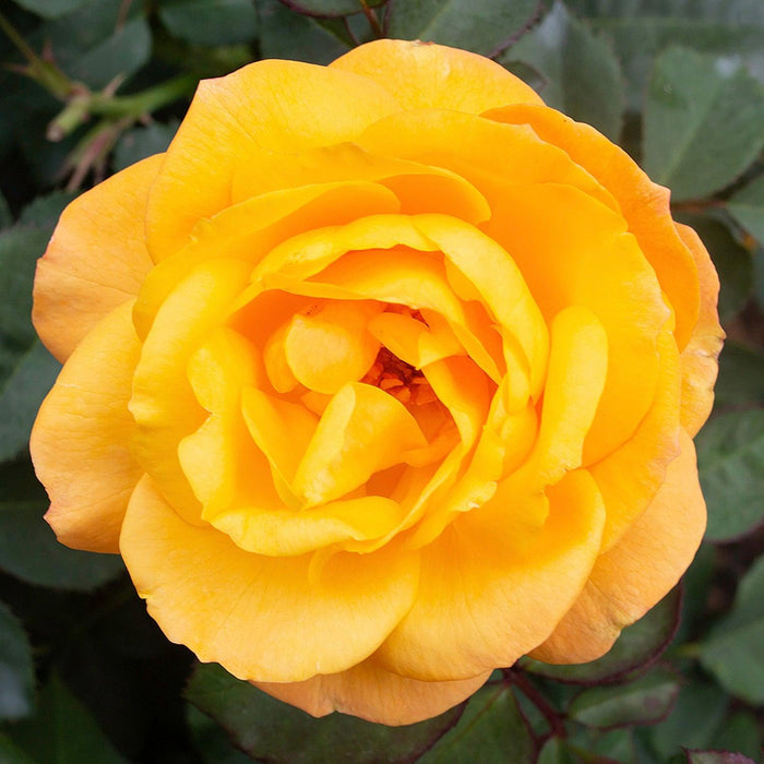 Good as Gold - 5 Gallon - Roger's Gardens