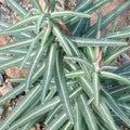 Gopher Spurge - 4" Pot