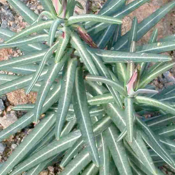 Gopher Spurge - 4" Pot
